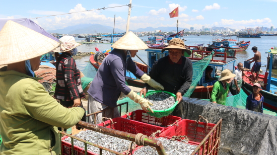 rau củ sạch cho tàu biển